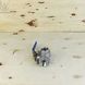 Ball valve three-way L-shaped stainless Armaval DN 20 (3/4") photo 12